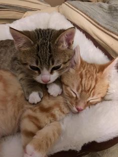 two kittens are cuddling together on a bed with white fur and brown trim