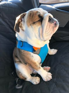 a dog sitting in the back seat of a car wearing a blue harness with an orange collar