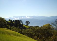 a grassy hill with trees and mountains in the background