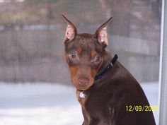 a brown and black dog sitting on top of a window sill