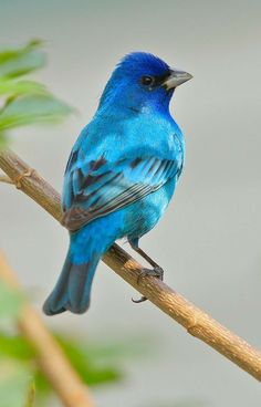 a blue bird sitting on top of a tree branch