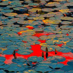 water lilies are floating on the surface of a pond with red and yellow reflections