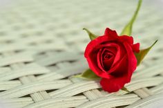 a red rose sitting on top of a table next to a quote that says, be where you can meet the right kind of friends