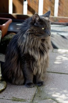 a long haired cat sitting on the ground