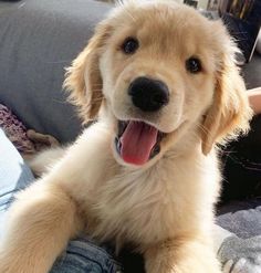 a close up of a dog laying on someone's lap