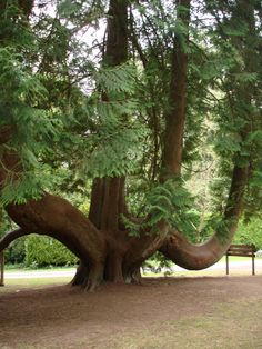 a large tree in the middle of a park