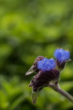 two small blue flowers with green leaves in the backgrounnd and blurry background