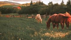 Farm Aesthetic, Future Farms, Cottage Aesthetic, Horse Aesthetic, Western Aesthetic, Farms Living, Ranch Life, Horse Farms