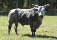 a cow with horns standing in the grass