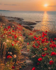 the sun is setting over the water and red flowers are blooming on the shore