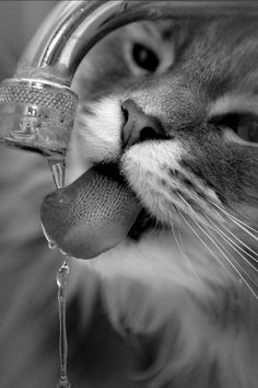 a cat drinking water out of a faucet