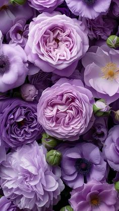 many purple flowers are arranged together on the ground