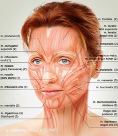 a woman's face with muscles labeled