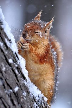 a squirrel is sitting on the side of a tree in the snow and eating something