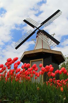 red tulips in front of a windmill with blue sky and clouds behind it