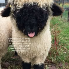 a black and white sheep is standing in the grass with its tongue hanging out to it's side