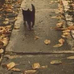 a black cat is walking down the street in front of some leaves on the ground