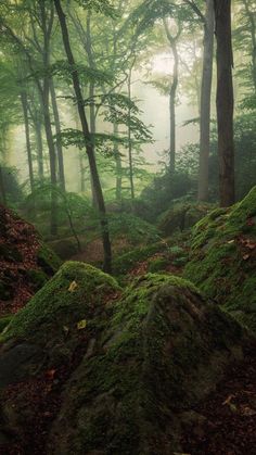 moss covered rocks in the middle of a forest with lots of trees and leaves on them