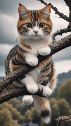 a cat sitting on top of a tree branch with its paws in the air and eyes wide open