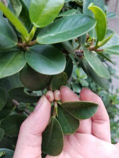 someone is holding some green leaves in their hand with the words booberries on it