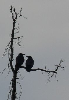 two black birds sitting on top of a tree branch in front of a gray sky