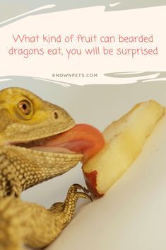 a gecko eating an apple with a caption that reads, what kind of fruit can bearded dragon eat, you will be surprised