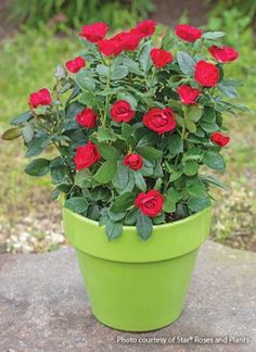 a potted plant with red roses in it sitting on a stone slab outside,