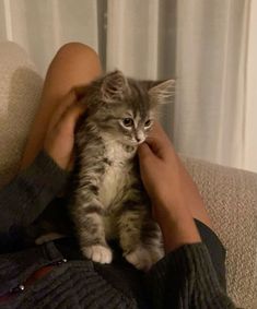 a person holding a kitten on their lap