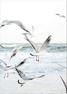 a flock of seagulls flying over the ocean