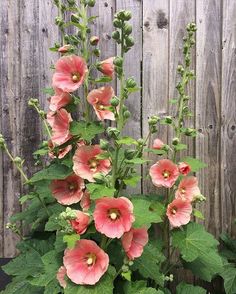 pink flowers are growing on the side of a wooden fence