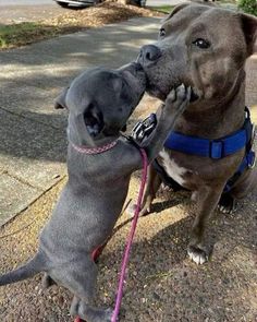 two dogs are playing with each other on the sidewalk in front of some cars and one is biting another dog's nose