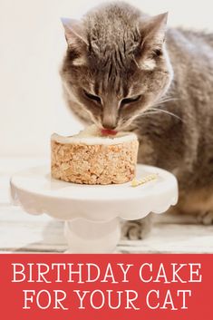 Birthday Cake For Your Cat ~ 4 simple ingredients are all you needed for a plant-based treat filled with your cat's favorite meaty flavors! Cat Cupcakes, London Cake, Cooking Sweet Potatoes, Cat Ideas