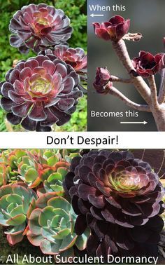 Multiplier Des Plantes Grasses, Different Types Of Succulents, Succulent Garden Landscape, Succulent Landscape Design, Succulent Landscaping, Propagating Succulents, Succulents Plants, Types Of Succulents, Growing Succulents