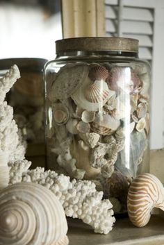 sea shells in a glass jar on a shelf next to other seashells and corals