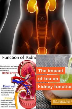 Urinary System for Kids: Human urinary system, also called the urinary tract. Learn how urine is produced in your body and how you pass it out. Urinary System, Human Body Facts, Urinary Tract, Human Body, Human