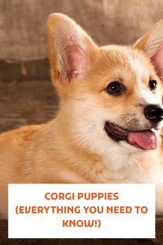 a small dog sitting on top of a wooden floor next to a sign that says corgi puppies everything you need to know