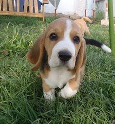 a brown and white dog sitting in the grass