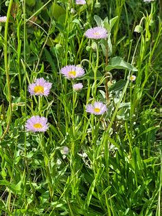 some purple flowers are growing in the grass