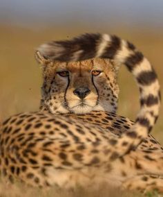 a cheetah laying on the ground with its head turned to look at something