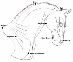 the parts of a horse's head