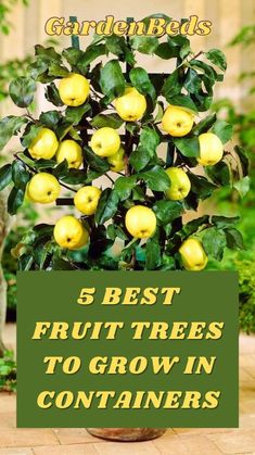 the best fruit trees to grow in containers