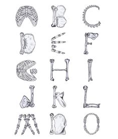 a drawing of different types of bones