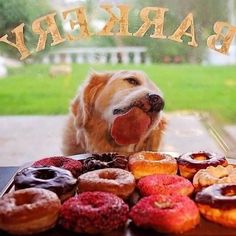 there is a dog that is looking at the doughnuts