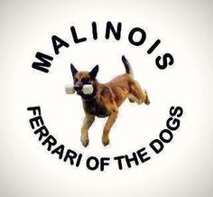 a dog with a bone in it's mouth and the words malnois fear of the dogs