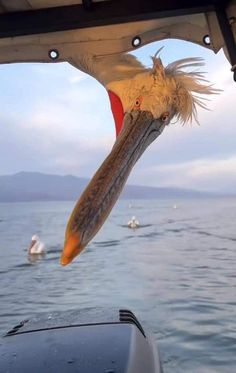 a pelican is hanging out the side of a boat