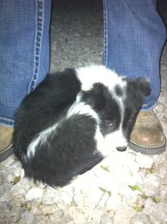 a small black and white dog laying on top of a person's feet next to a pair of blue jeans