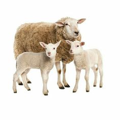 three sheep standing next to each other in front of a white background and one is looking at the camera