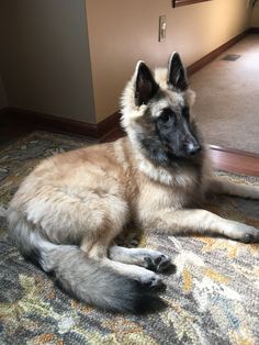 a dog laying on top of a carpet next to a wall and flooring in a room