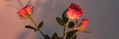 three pink roses in a vase against a white wall with shadows on the wall behind them