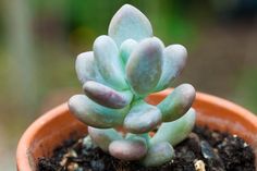 a close up of a small plant in a pot